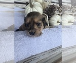 Puppy Mocha Dachshund