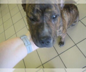 American Staffordshire Terrier Dogs for adoption in Ocala, FL, USA