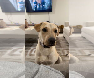 Mutt Dogs for adoption in Mobile, AL, USA
