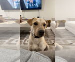 Small Mutt