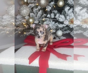 Chihuahua Puppy for sale in CHARLOTTE, NC, USA