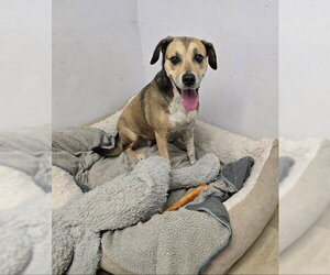 Mutt Dogs for adoption in Houston, TX, USA