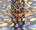 Small Photo #7 Yorkshire Terrier Puppy For Sale in AKRON, OH, USA