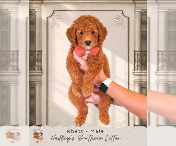 Medium Photo #1 Goldendoodle (Miniature) Puppy For Sale in NORCROSS, GA, USA