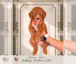 Puppy 5 Goldendoodle (Miniature)