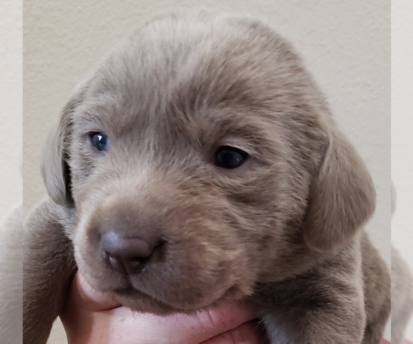 Medium Photo #1 Labrador Retriever Puppy For Sale in OLYMPIA, WA, USA