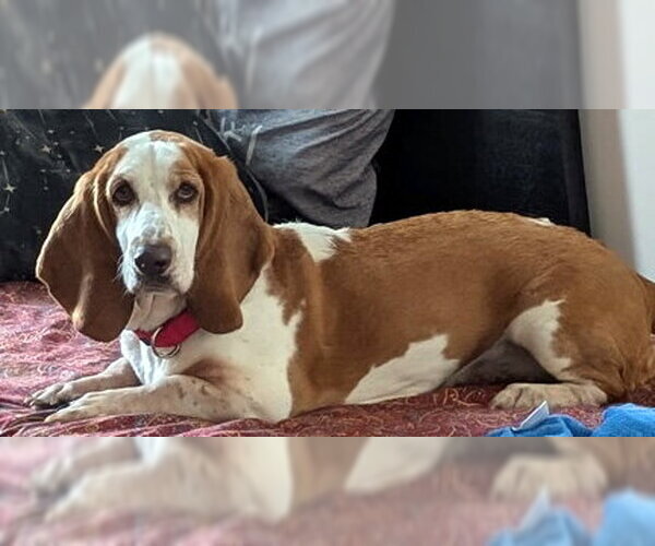 Medium Photo #6 Basset Hound Puppy For Sale in Deepwater, NJ, USA