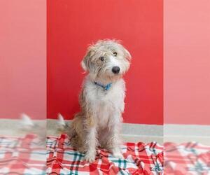 Poodle (Standard)-Unknown Mix Dogs for adoption in Dedham, MA, USA