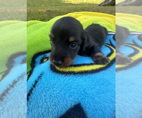Medium Photo #1 Dachshund Puppy For Sale in LAWSONVILLE, NC, USA