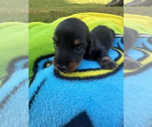 Dachshund Puppy for sale in LAWSONVILLE, NC, USA