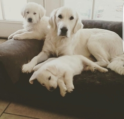 Mother of the Golden Retriever-Hovawart Mix puppies born on 01/12/2018