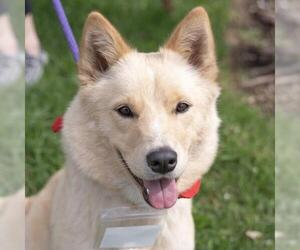 Marshmallow - Female Siberian Husky-Unknown Mix Dog for Adoption - Photo #22