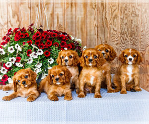 Cavalier King Charles Spaniel Puppy for Sale in WAKARUSA, Indiana USA