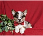 Small Photo #5 Pembroke Welsh Corgi Puppy For Sale in CHRISTIANA, PA, USA