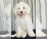 Puppy Friedrich Australian Labradoodle
