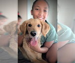Small #4 Golden Retriever