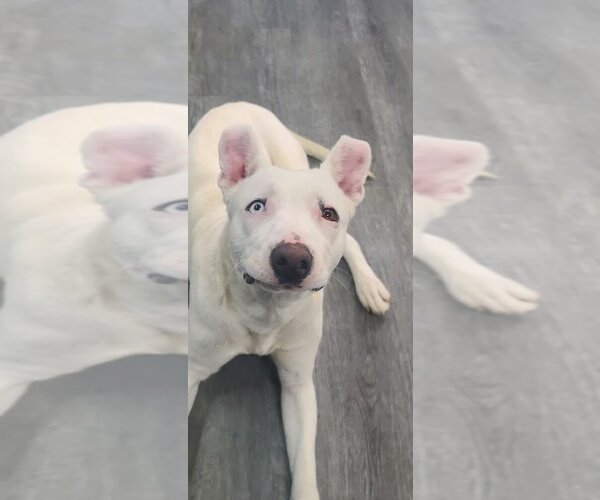 Medium Photo #3 American Pit Bull Terrier Puppy For Sale in Calgary, Alberta, Canada