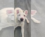 Small #2 American Pit Bull Terrier