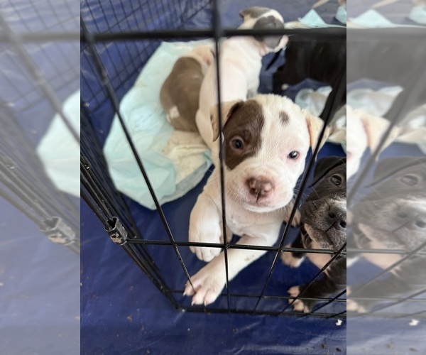 Medium Photo #2 American Pit Bull Terrier Puppy For Sale in OKLAHOMA CITY, OK, USA