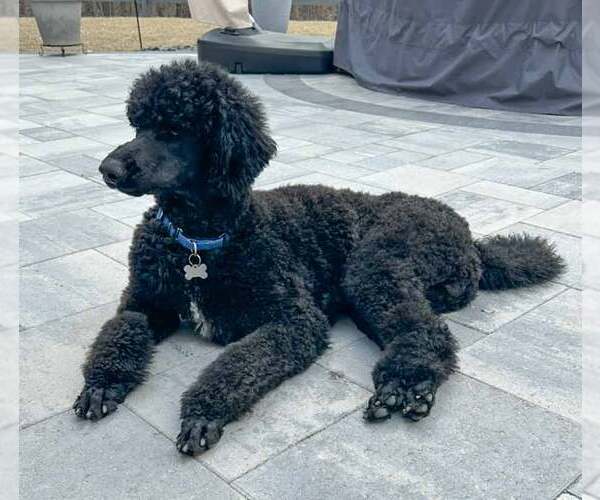 Medium Photo #2 Poodle (Standard) Puppy For Sale in Kennesaw, GA, USA
