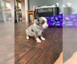 Small Photo #5 Australian Shepherd Puppy For Sale in DRACUT, MA, USA