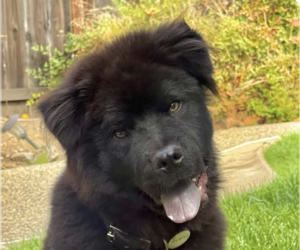 Chow Chow Dogs for adoption in San Ramon, CA, USA