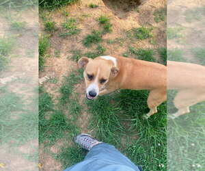 Livvy - Female Mutt Dog for Adoption - Photo #4