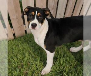 Labrador Retriever-Unknown Mix Dogs for adoption in San Diego, CA, USA