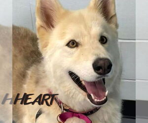 German Shepherd Dog-Siberian Husky Mix Dogs for adoption in Severn, MD, USA