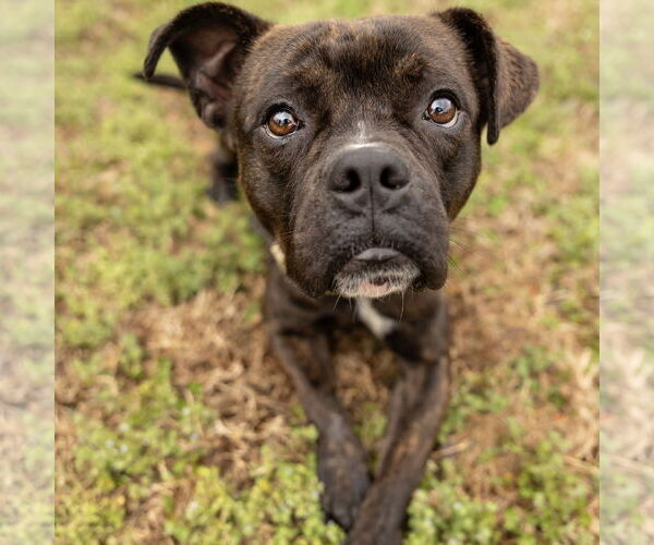 Medium Photo #6 Boxer-Unknown Mix Puppy For Sale in Spring Lake, NC, USA