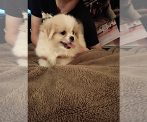 Peke-A-Poo Puppy for sale in DOTHAN, AL, USA