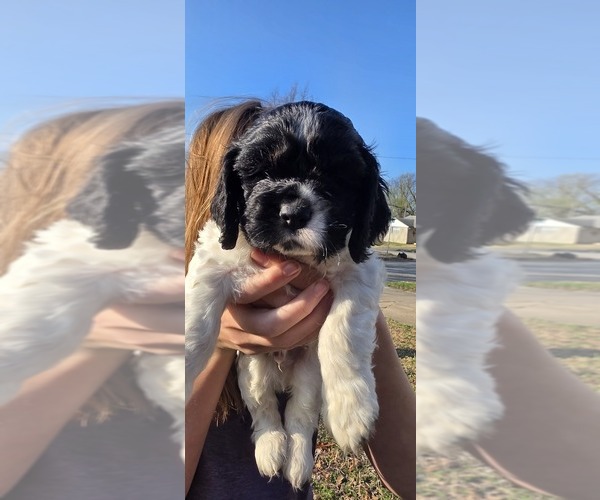 Medium Photo #1 Cocker Spaniel Puppy For Sale in TULSA, OK, USA