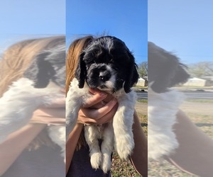 Medium Cocker Spaniel