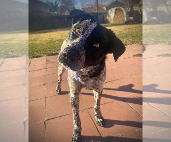 Medium Photo #1 Mutt Puppy For Sale in Sandy, UT, USA