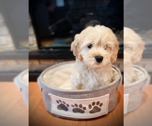 Cockapoo Puppy for Sale in CROSSVILLE, Tennessee USA