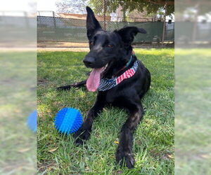 German Shepherd Dog Dogs for adoption in Ventura, CA, USA