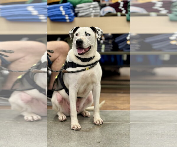 Medium Photo #9 Mutt Puppy For Sale in White Bluff, TN, USA