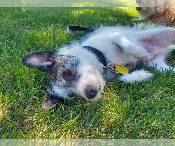Medium Photo #8 Rat Terrier-Unknown Mix Puppy For Sale in Sandy, UT, USA