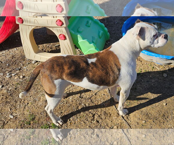 Medium Photo #2 Mutt Puppy For Sale in Tracy City, TN, USA