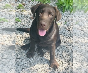 Labrador Retriever Puppy for Sale in FENELTON, Pennsylvania USA