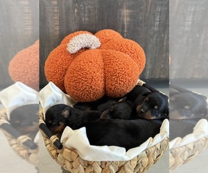 Rottweiler Litter for sale in CRESTVIEW, FL, USA