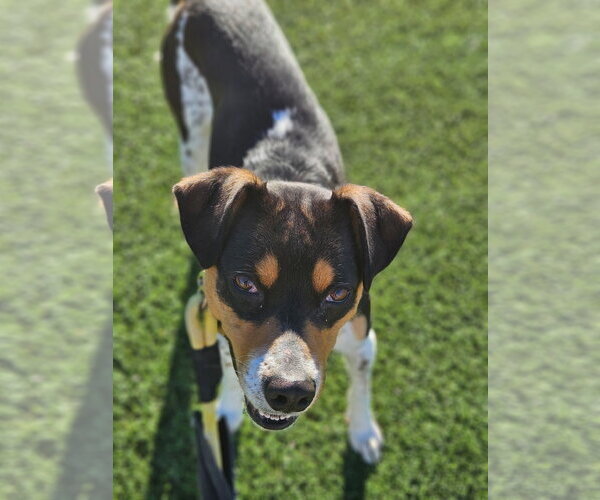 Medium Photo #6 Rat Terrier-Unknown Mix Puppy For Sale in phoenix, AZ, USA