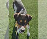 Small #5 Rat Terrier Mix