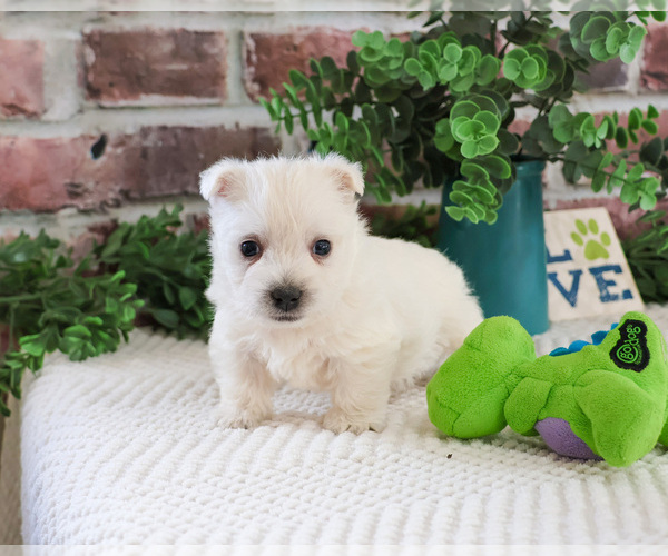 Medium Photo #3 West Highland White Terrier Puppy For Sale in SYRACUSE, IN, USA