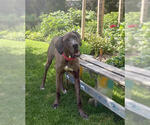 Small #3 Great Dane