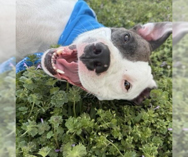 Medium Photo #6 Mutt Puppy For Sale in Claremore, OK, USA