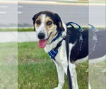 Small Greater Swiss Mountain Dog Mix