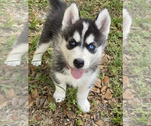 Siberian Husky Puppy for sale in BUSHNELL, FL, USA