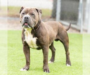Mutt Dogs for adoption in Camarillo, CA, USA