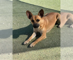 Chihuahua-Unknown Mix Dogs for adoption in Cranston, RI, USA